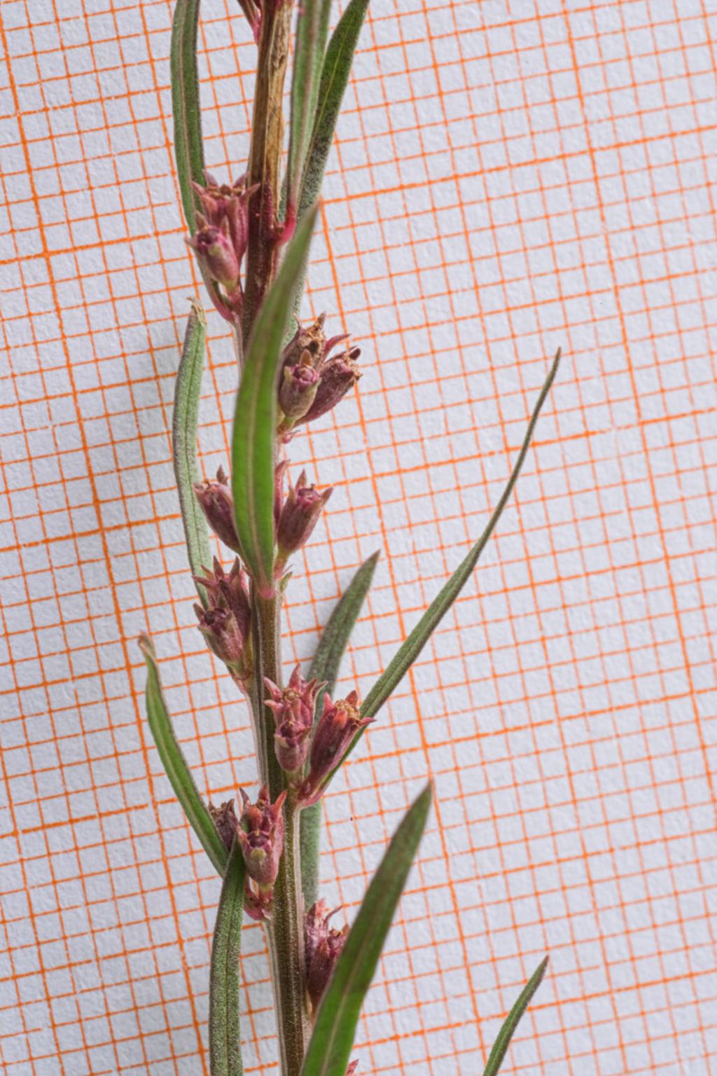 Lythrum thesioides: nuovit� per l''Italia.